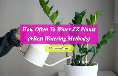 should zz plants be watered